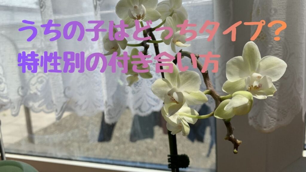 うちの子はどっちタイプ？特性別の付き合い方